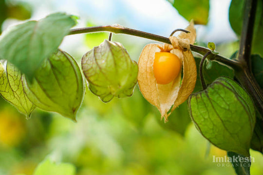 Top 7 Benefits of Golden Berries